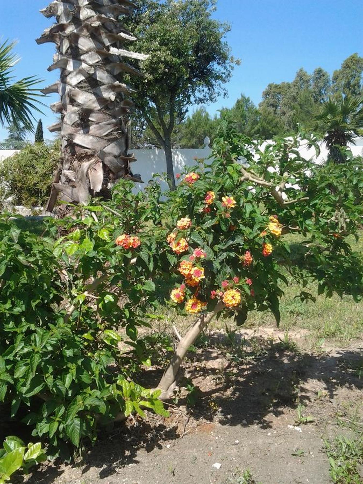 Tenuta I Giardini Del Salento Acomodação com café da manhã Veglie Exterior foto